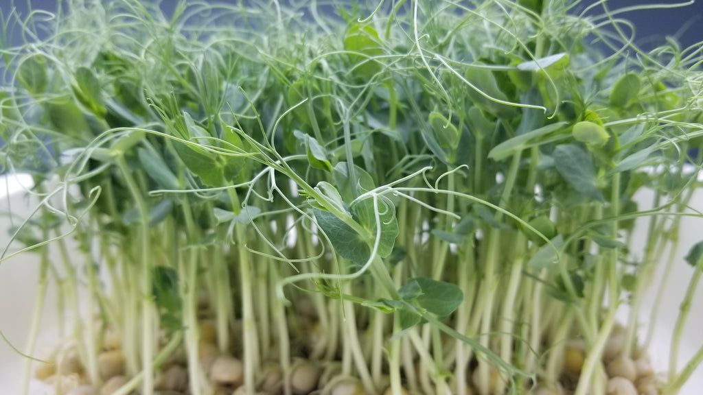 Pea Microgreens Fight Disease, Cancer, and Promote Good Health