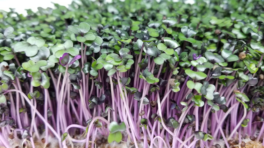 Amazing Health Benefits of Red Cabbage Microgreens