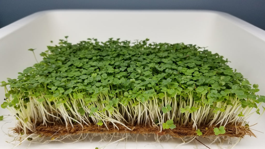 Arugula Microgreens - Long Island Microgreens