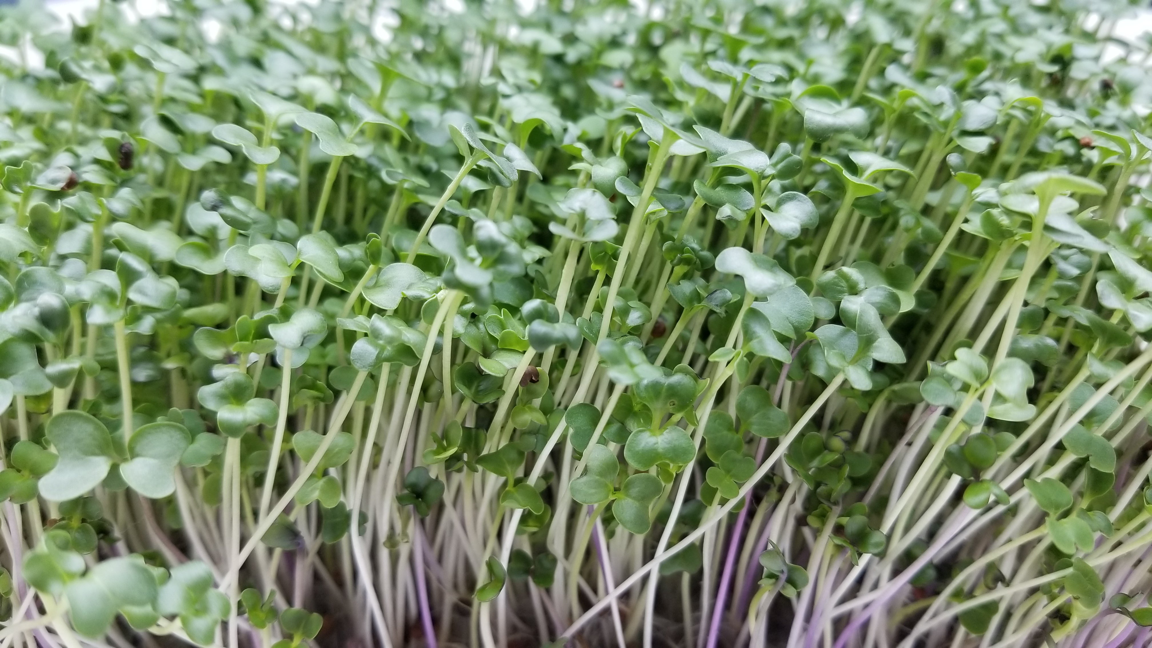 Superfood Mix Microgreens - Letip - Long Island Microgreens