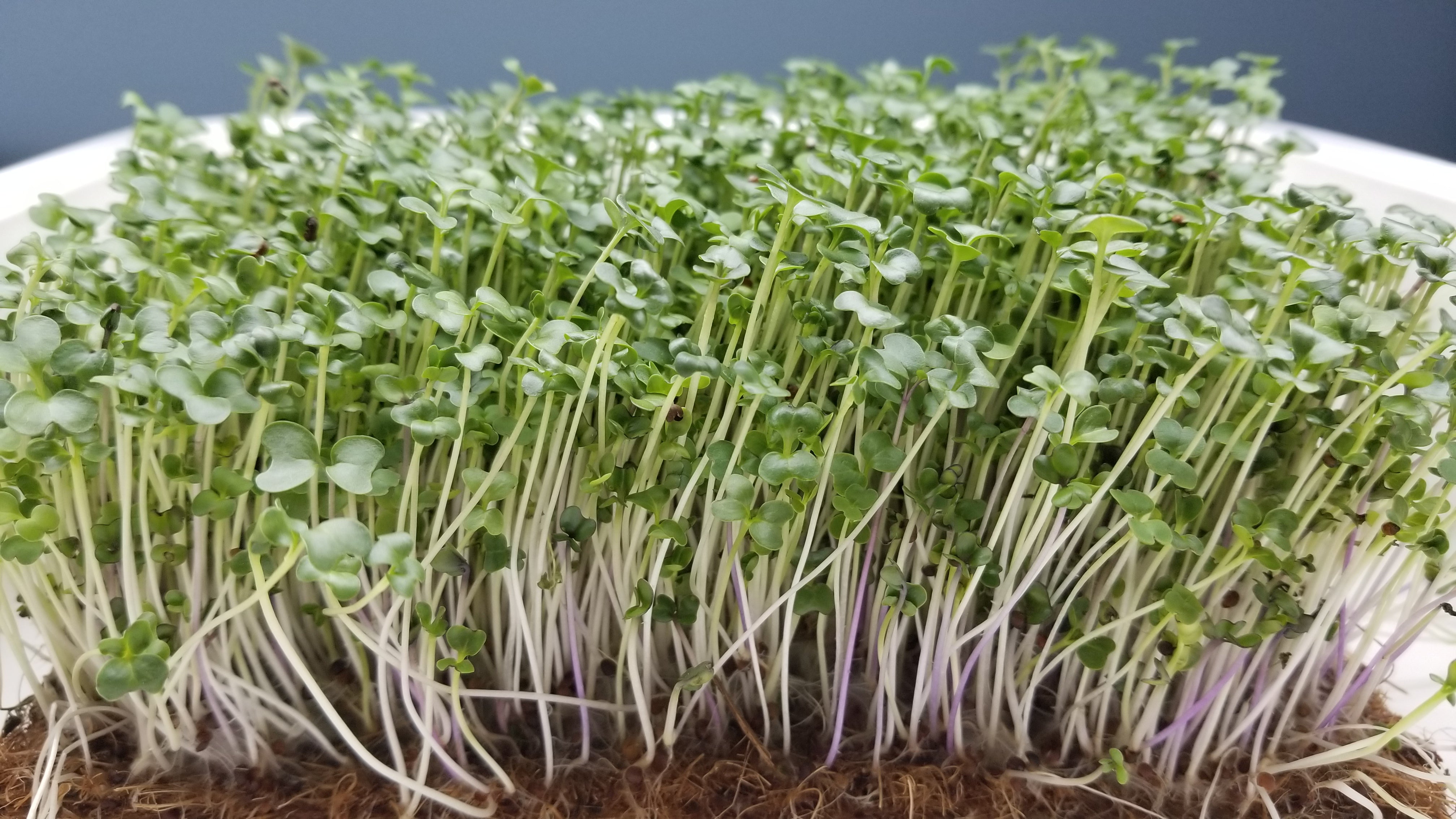 Superfood Mix Microgreens - Pre-Order - Long Island Microgreens