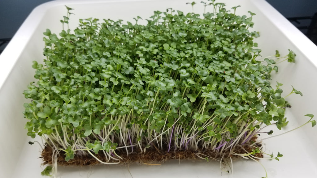 Superfood Mix Microgreens - Pre-Order - Long Island Microgreens