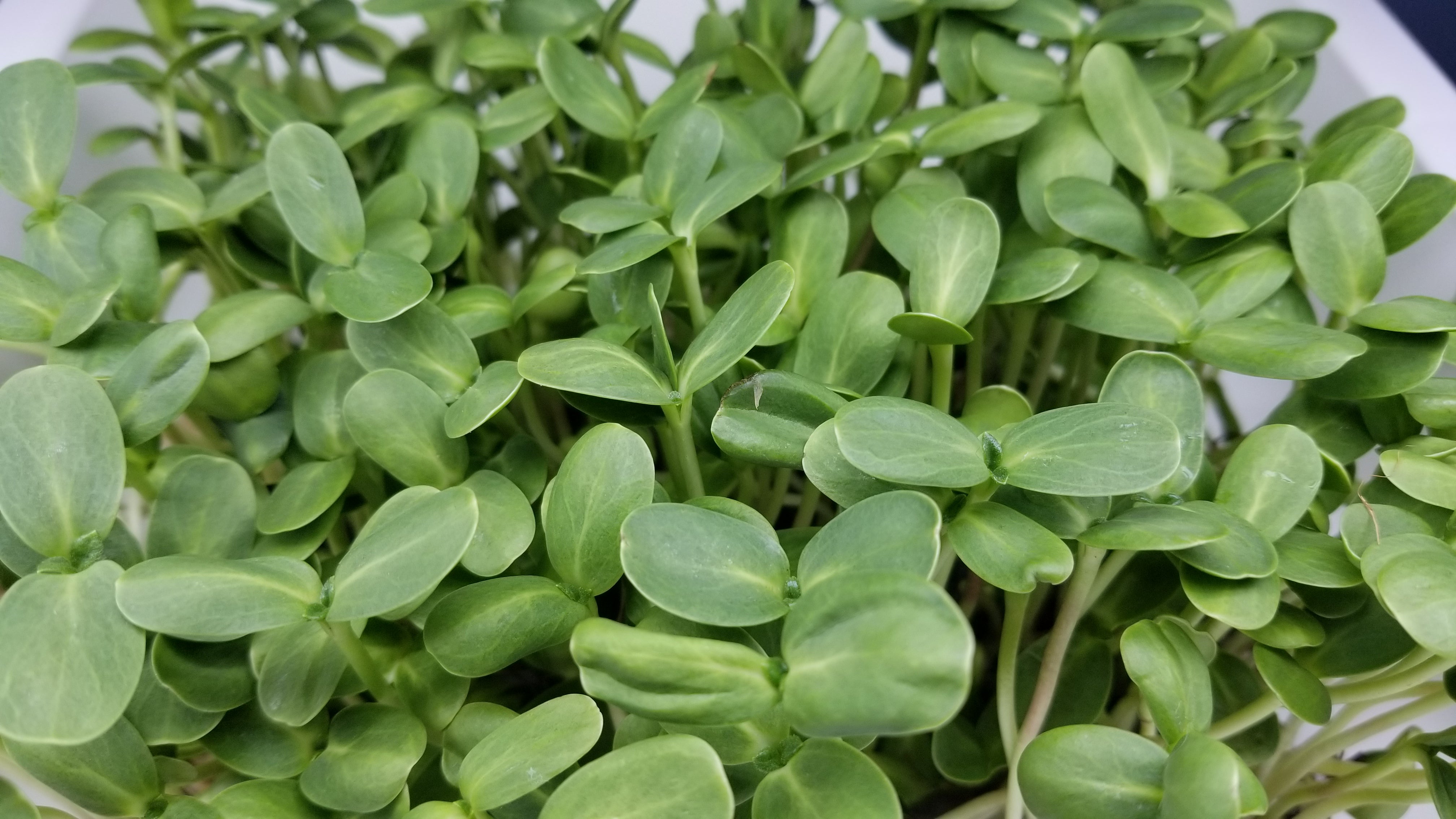 Sunflower Microgreens (Black Oil) - Long Island Microgreens