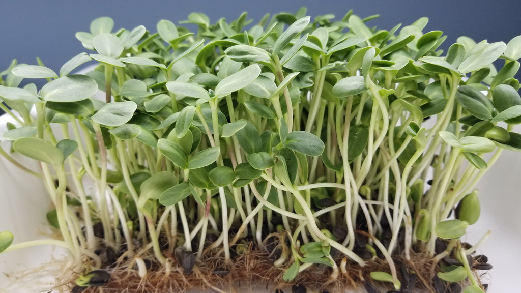 Sunflower Microgreens (Black Oil) - Long Island Microgreens