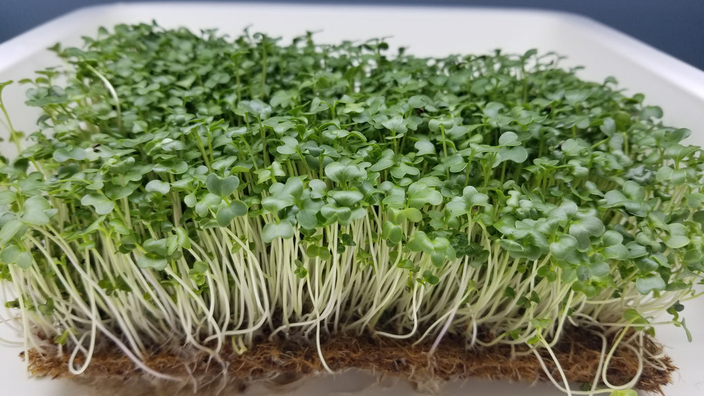 Broccoli Microgreens - Long Island Microgreens