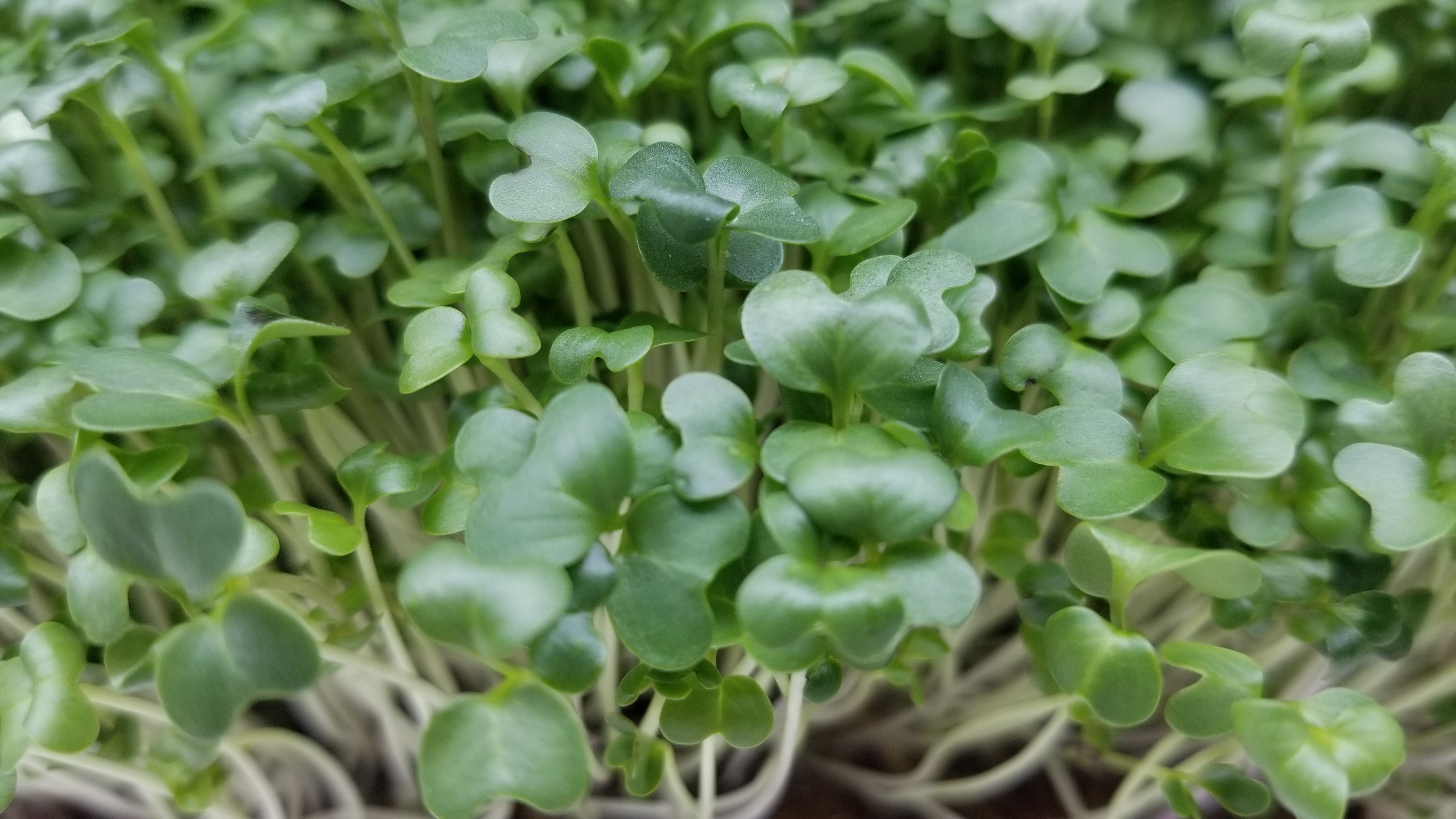 Broccoli Microgreens - Letip - Long Island Microgreens