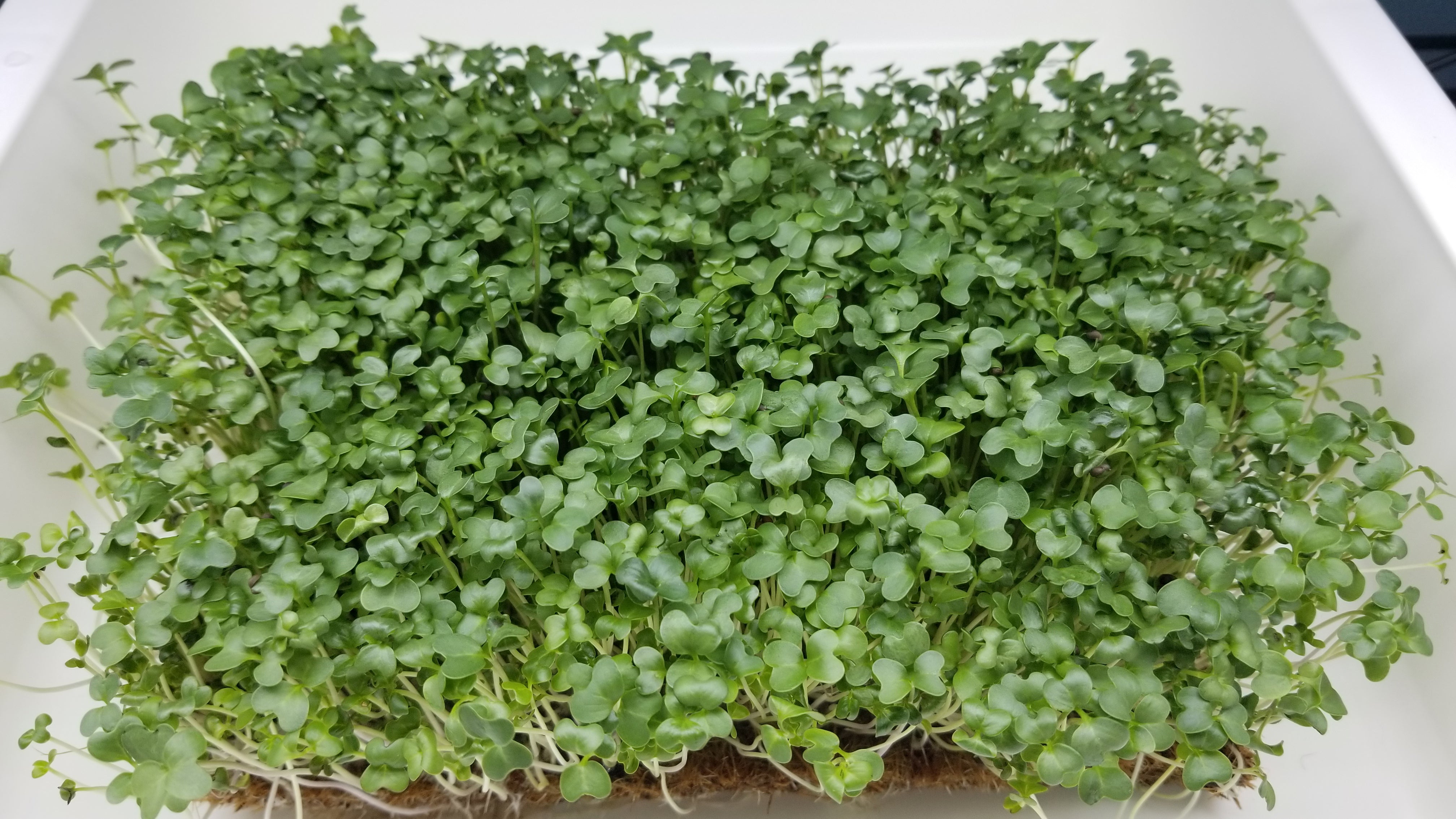 Broccoli Microgreens - Letip - Long Island Microgreens