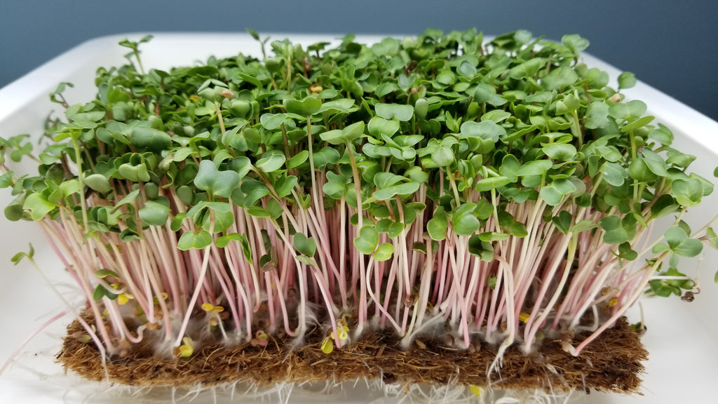 China Rose Radish Microgreens - Long Island Microgreens