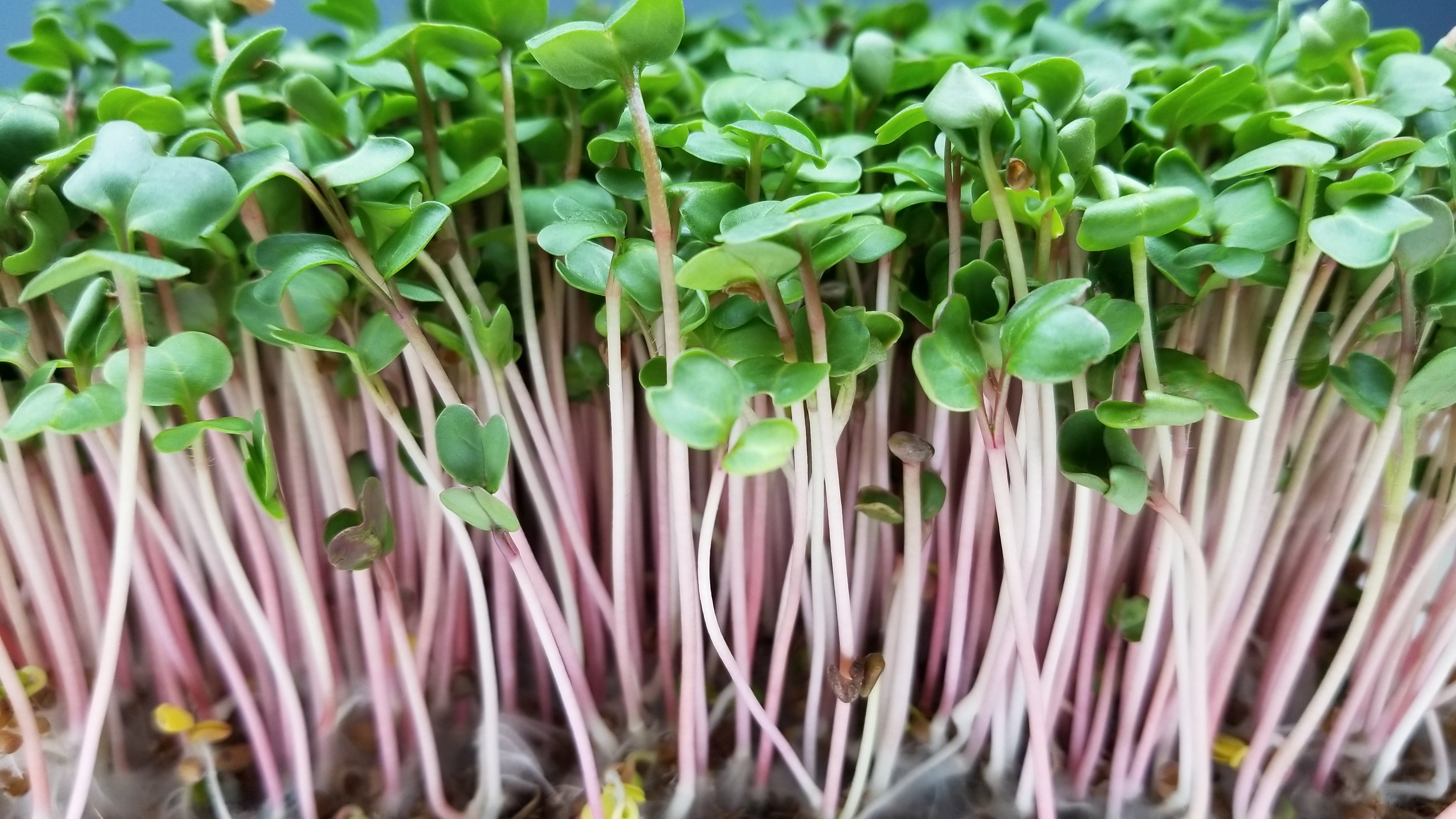 China Rose Radish Microgreens - Long Island Microgreens
