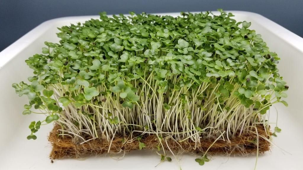 Collard Microgreens - Long Island Microgreens