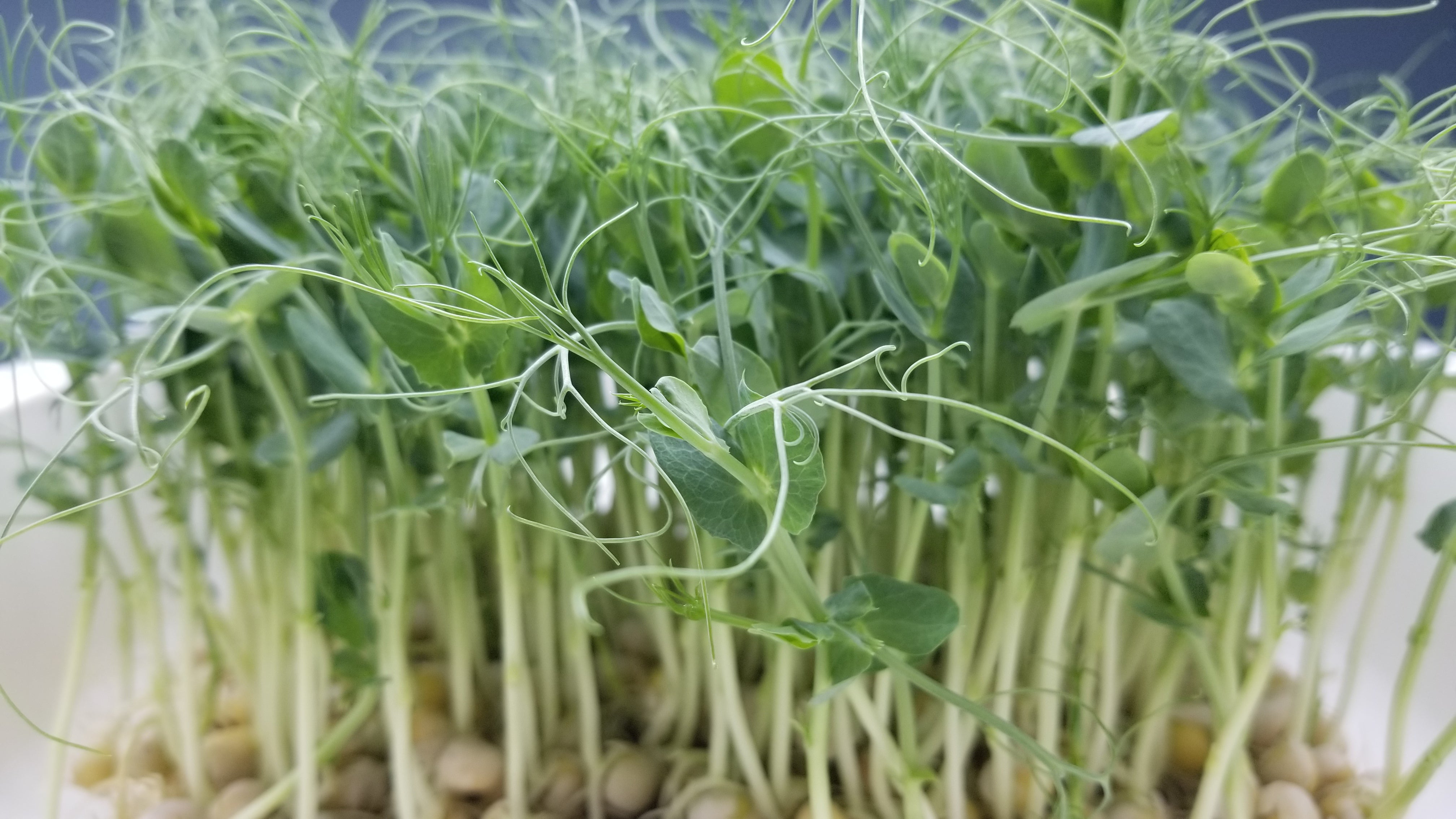 Green Pea Tendril Microgreens - Long Island Microgreens