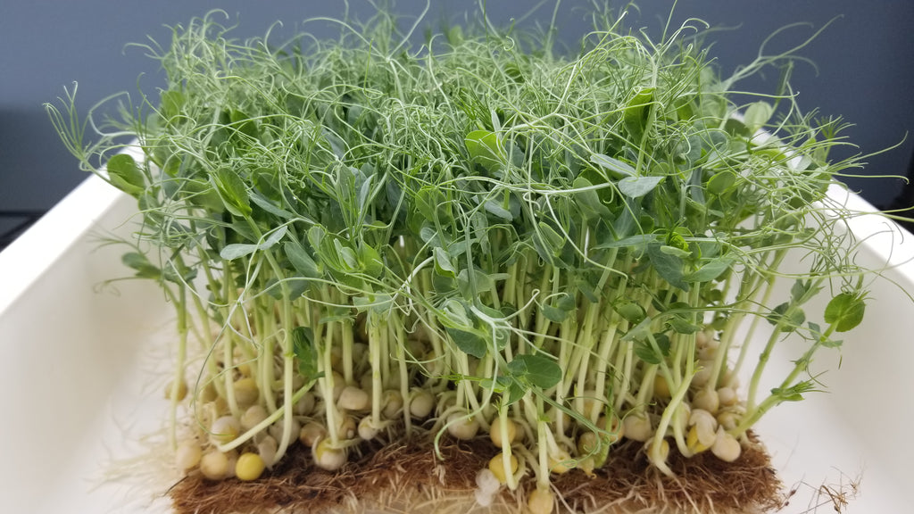 Green Pea Tendril Microgreens - Long Island Microgreens