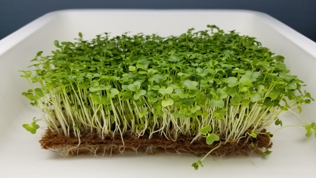 Kale Microgreens - Long Island Microgreens