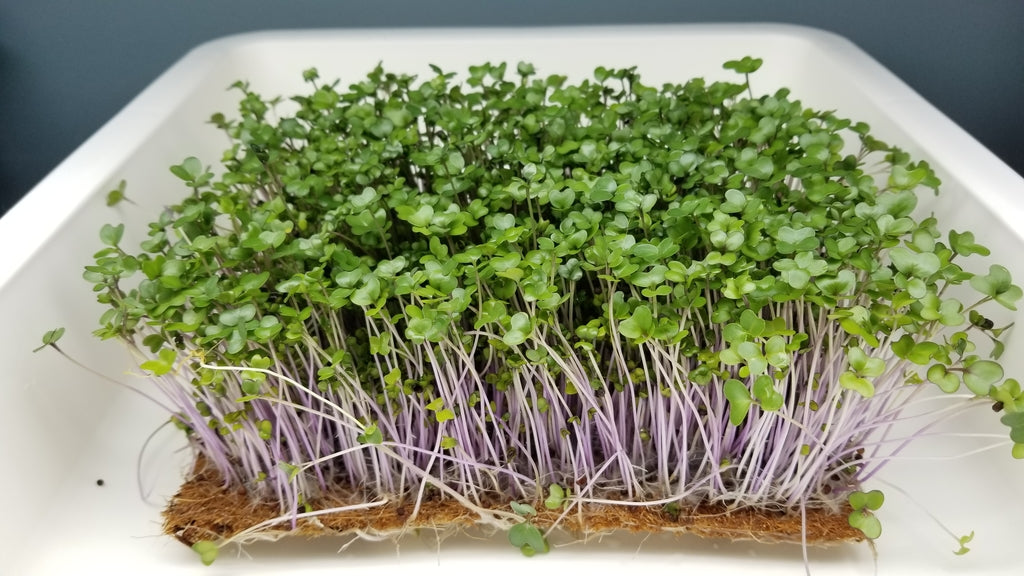 Kohlrabi Microgreens - Long Island Microgreens