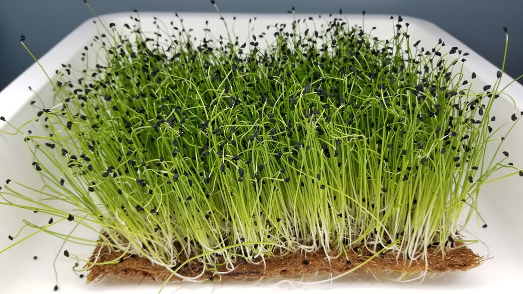 Leek Microgreens - Long Island Microgreens