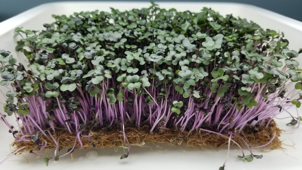 Mammoth Red Rock Cabbage Microgreens - Long Island Microgreens