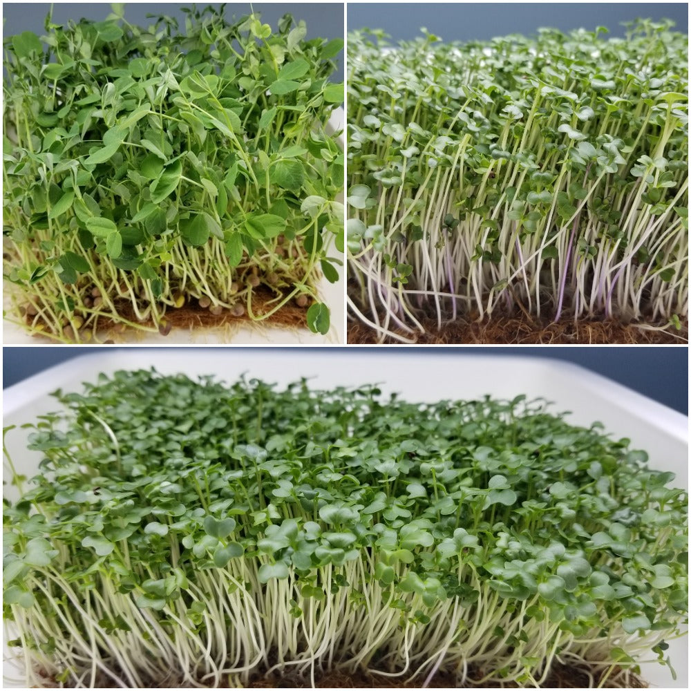 Microgreens Family Pack - Long Island Microgreens