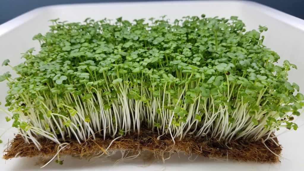 Mustard Microgreens - Long Island Microgreens