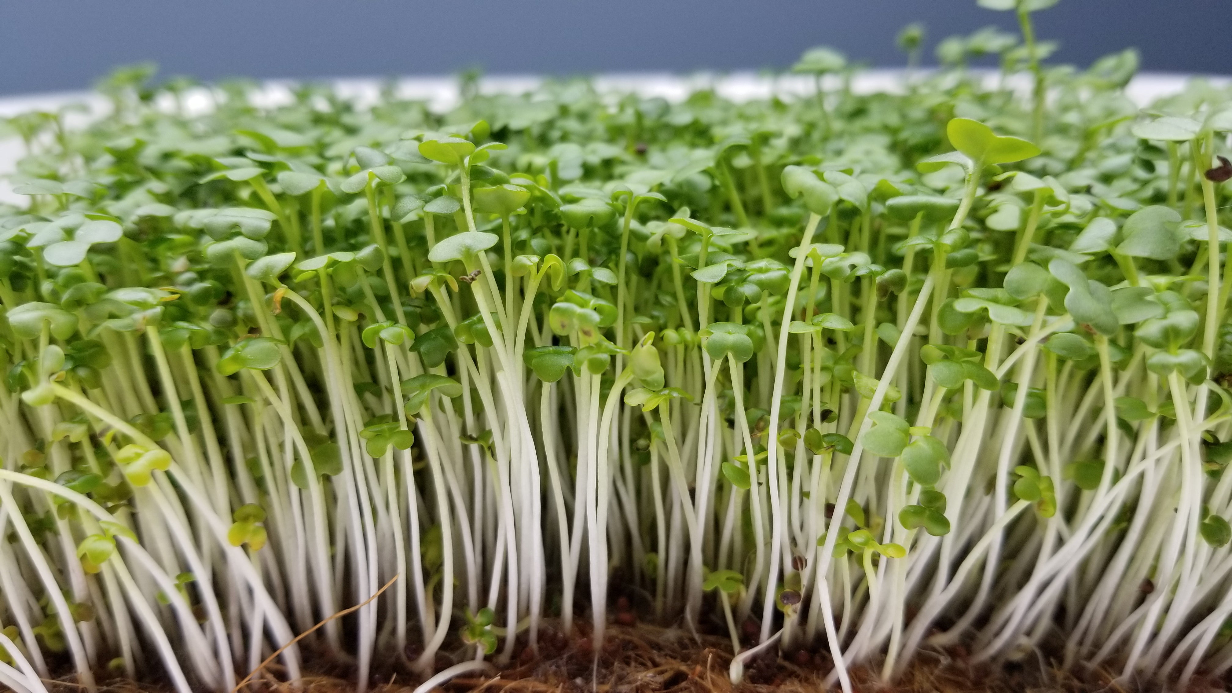 Mustard Microgreens - Long Island Microgreens
