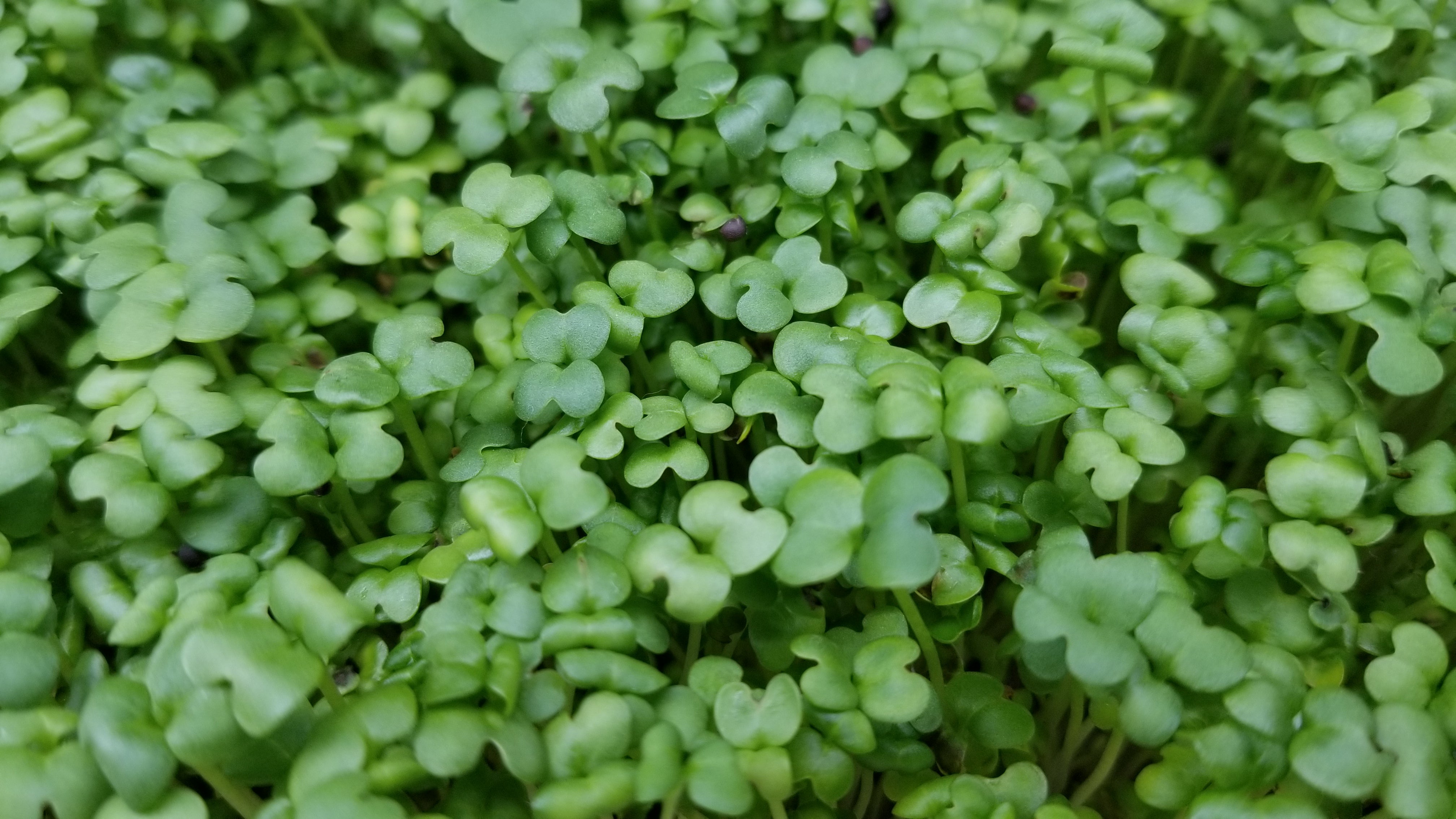 Mustard Microgreens - Long Island Microgreens