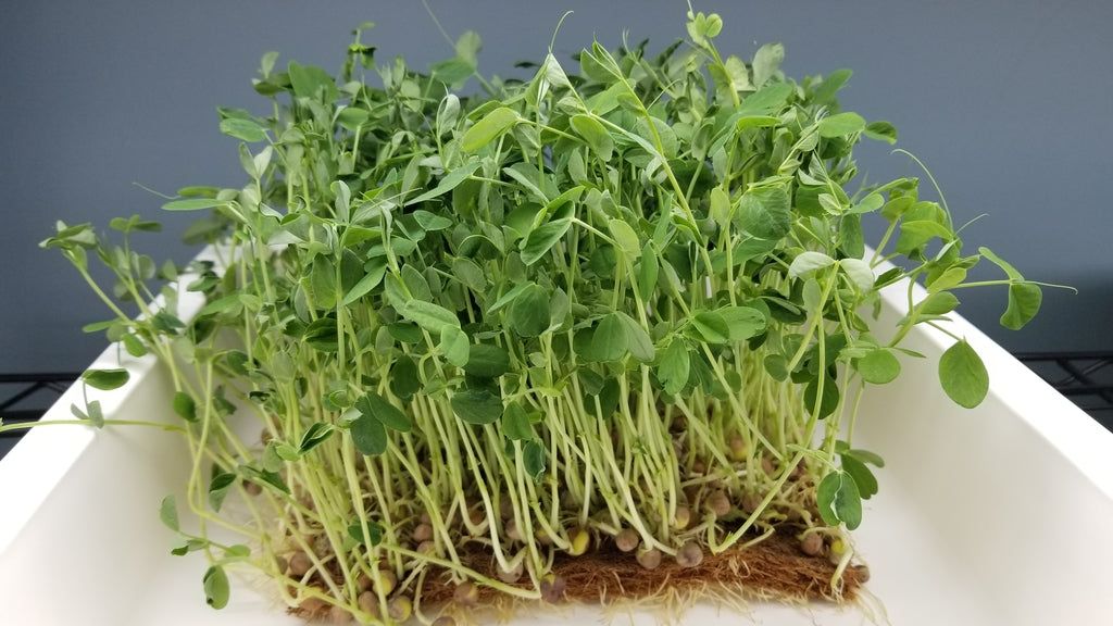 Speckled Pea Microgreens - Long Island Microgreens